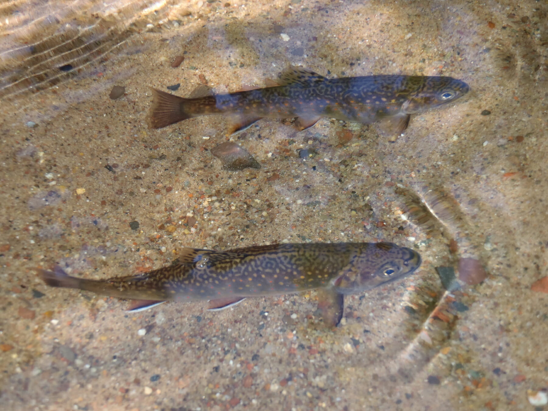 Whittlesey Creek National Wildlife Refuge Gives Hope To Coaster Brook Trout  - Trout Unlimited
