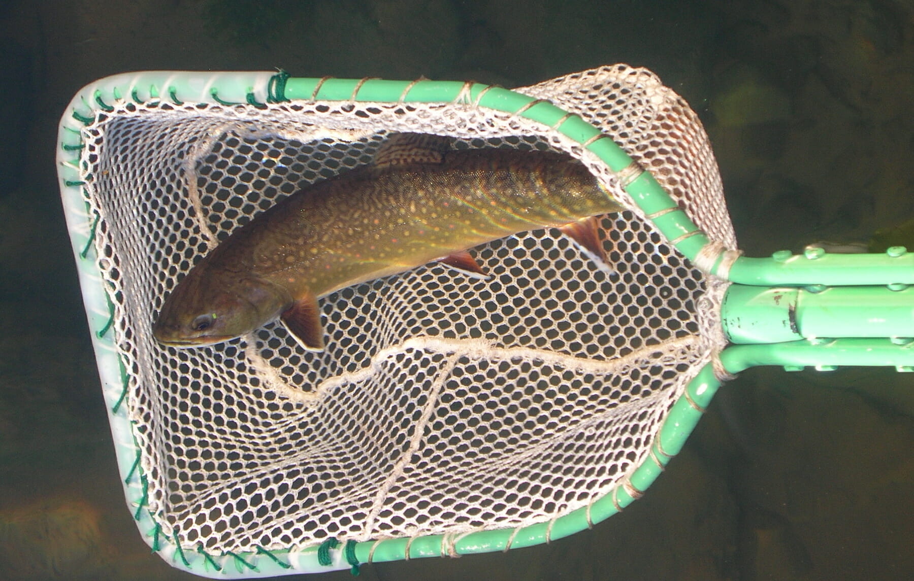 Whittlesey Creek National Wildlife Refuge Gives Hope To Coaster Brook