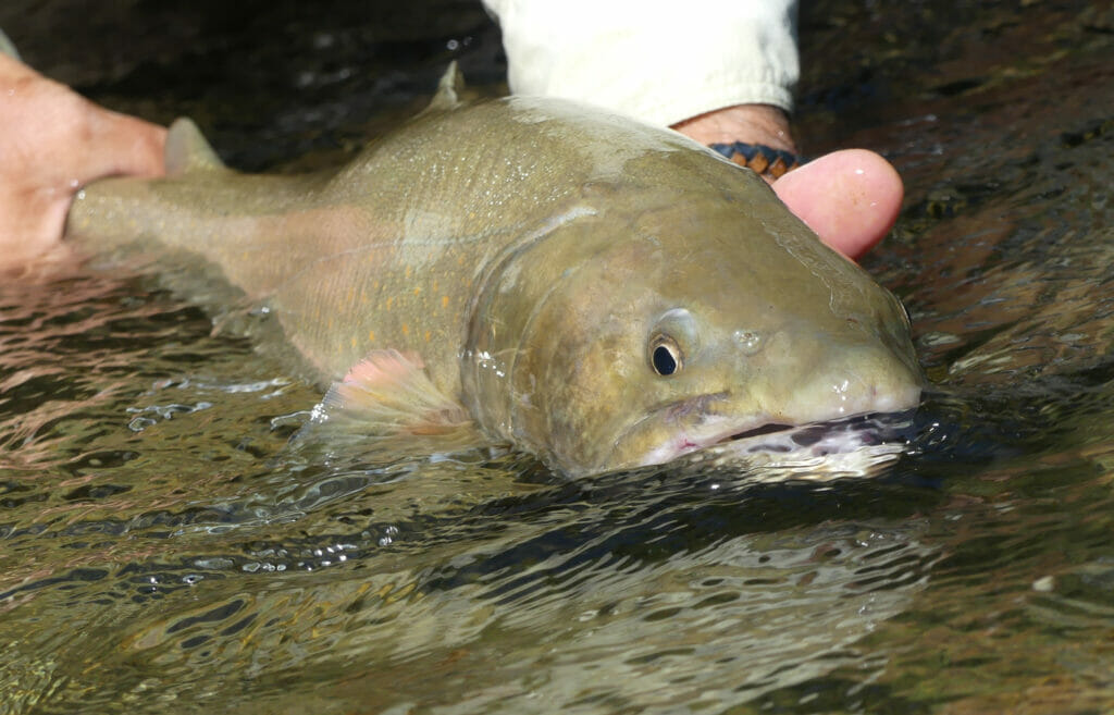 It's Bull Trout Time In Idaho Trout Unlimited