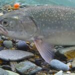 A Dolly Varden caught on a pegged bead.