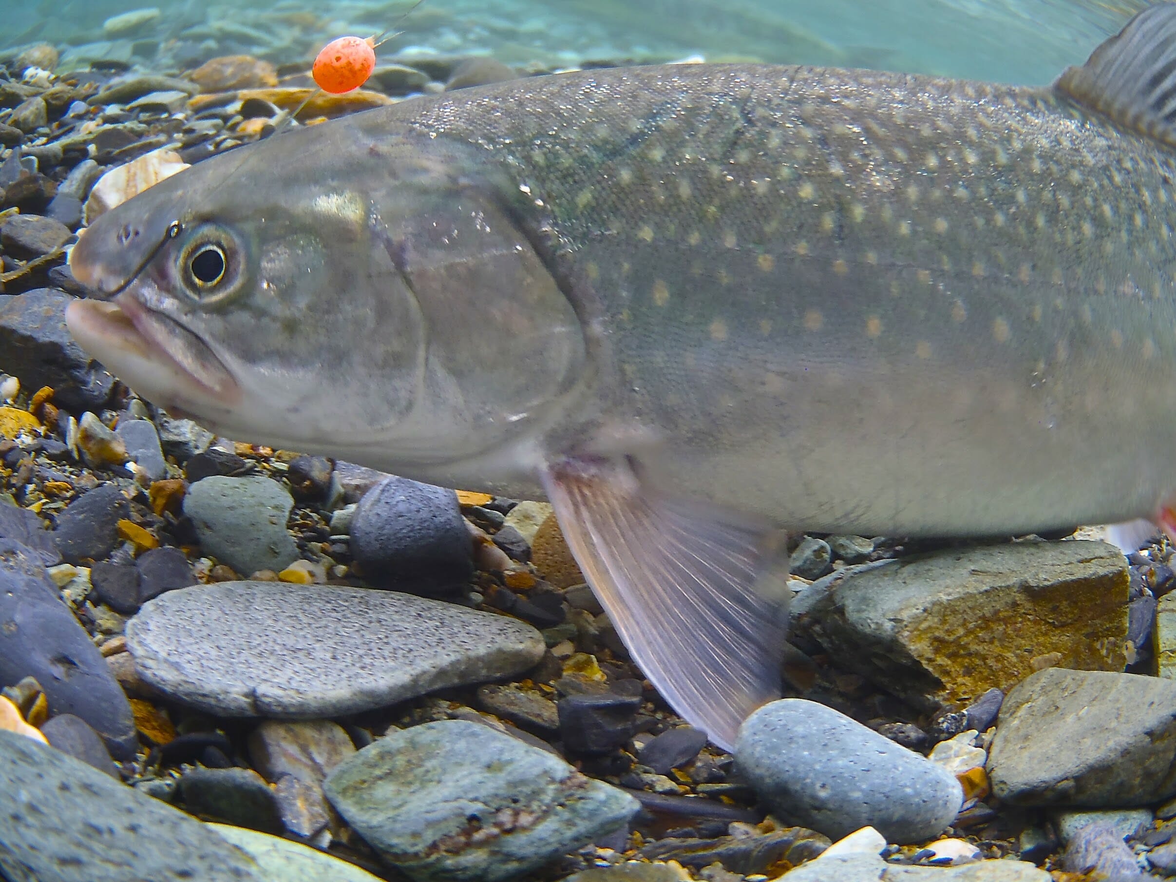 A Dolly Varden caught on a pegged bead.