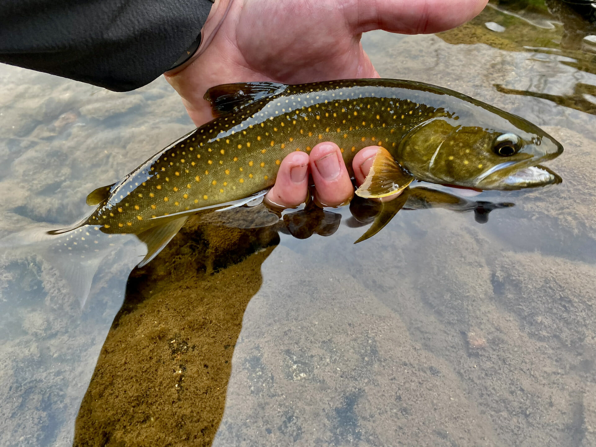 Everything You Wanted To Know: Bull Trout - Trout Unlimited