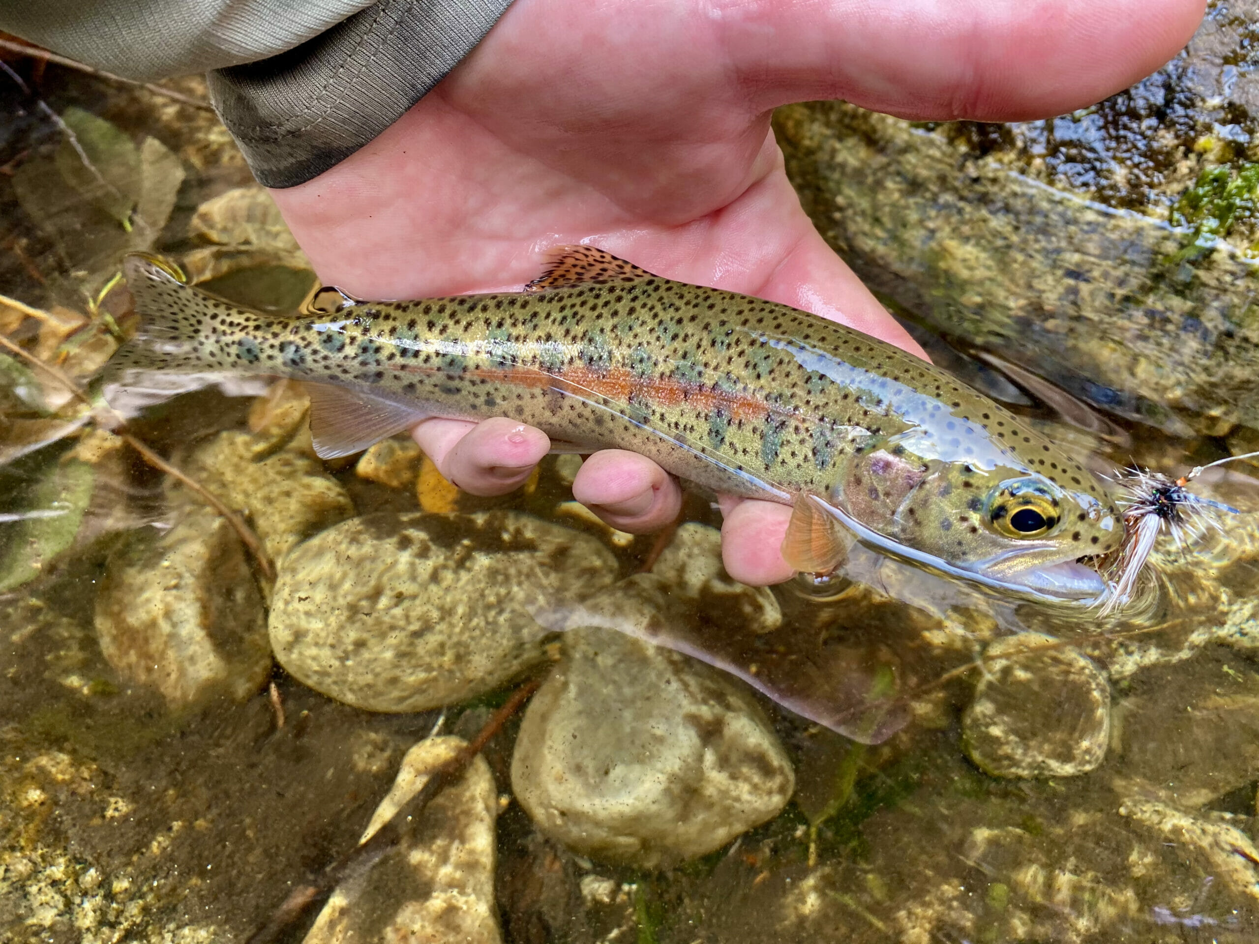 All You Wanted To Know: Redband Trout - Trout Unlimited