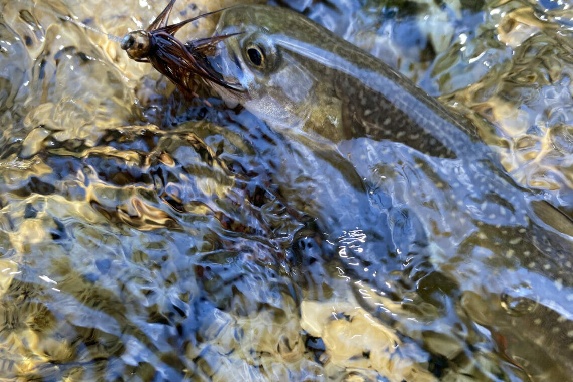 Idaho's Bull Trout Persevere As Search For Other Precious Resources