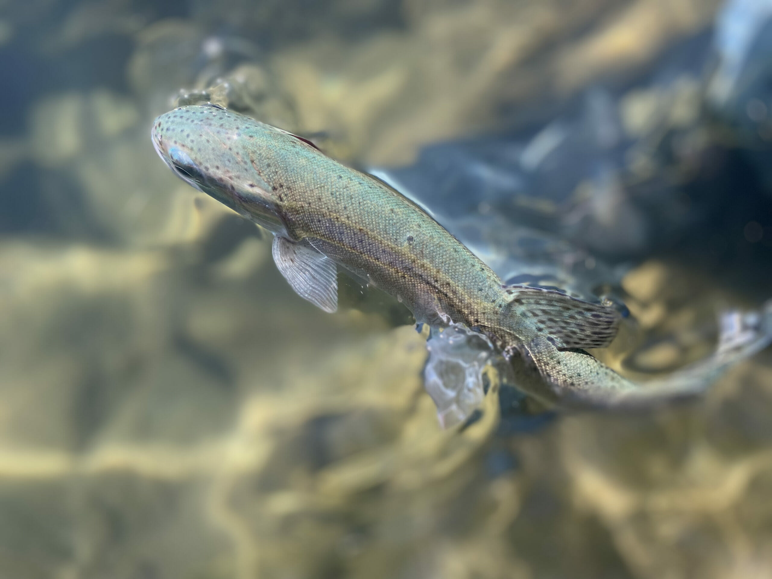 Everything You Need To Know: Eagle Lake Rainbow Trout - Trout