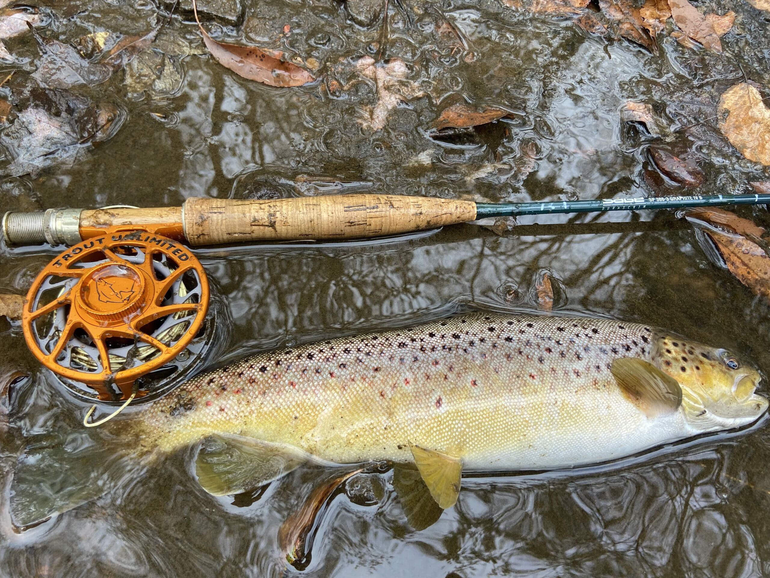 What Fly Line Setups For Trout Should You Use?