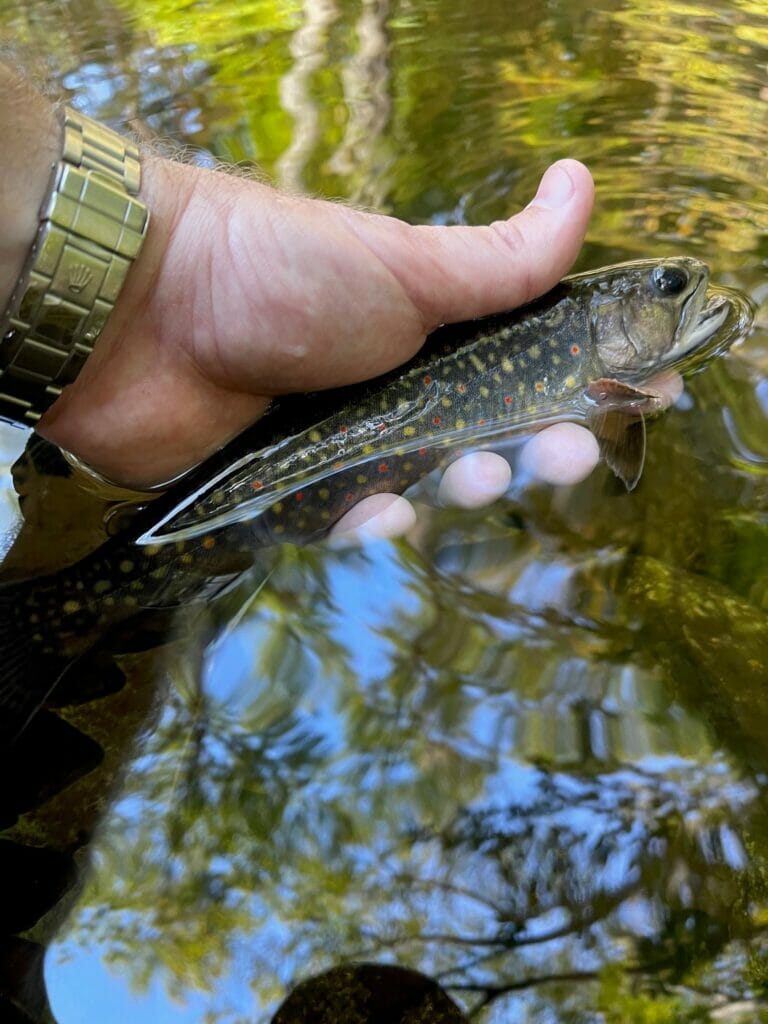 Hope And Resilience In The Garden State Trout Unlimited
