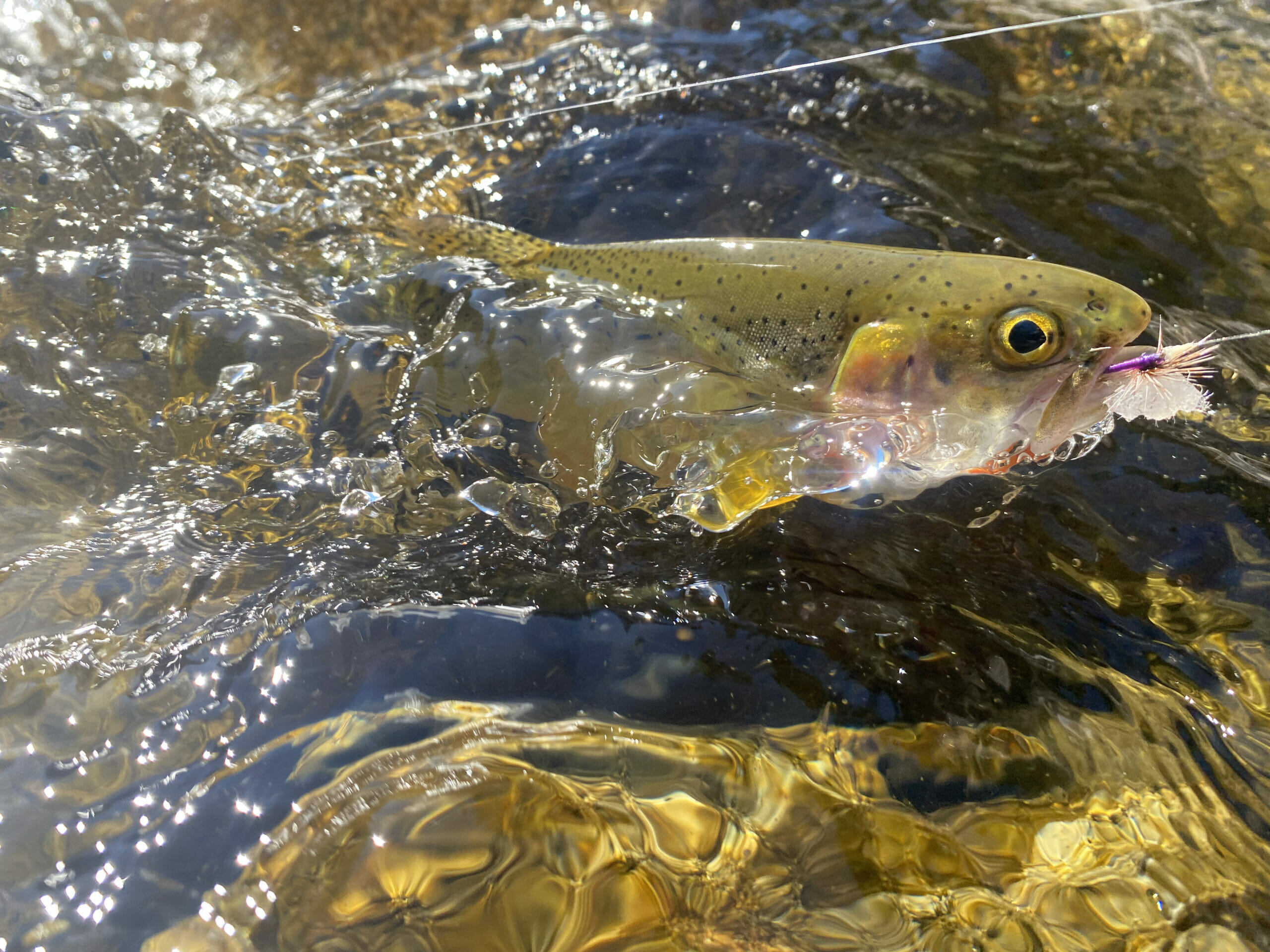 Mourning Loss And Ascending The Lochsa - Trout Unlimited