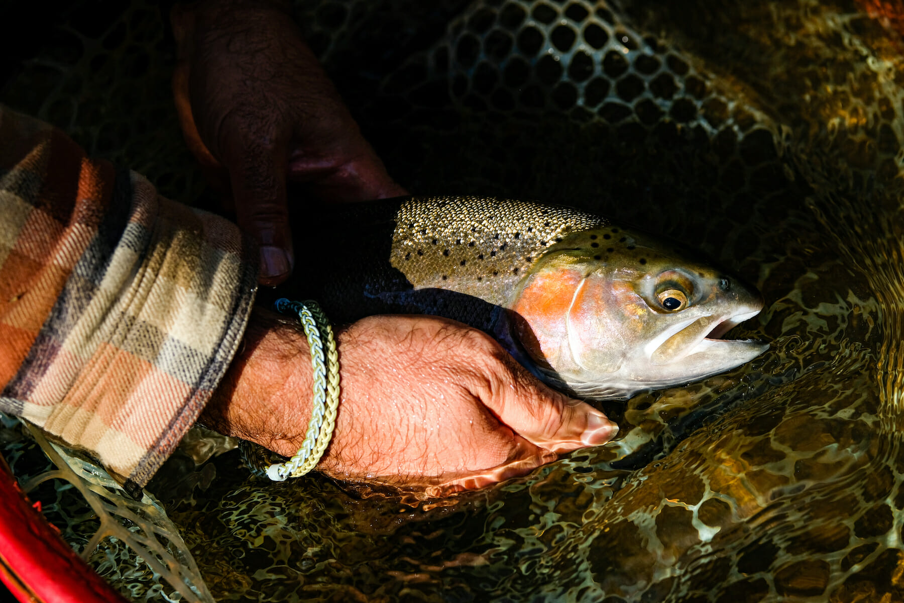 Chasing Steelhead With Guide And Artist Alberto Rey - Trout Unlimited