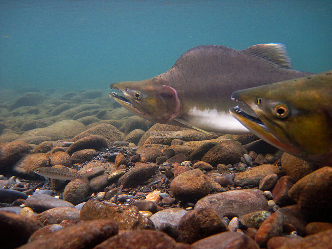 On The Elwha, Dams Came Down, Steelhead Came Back. Trout Unlimited