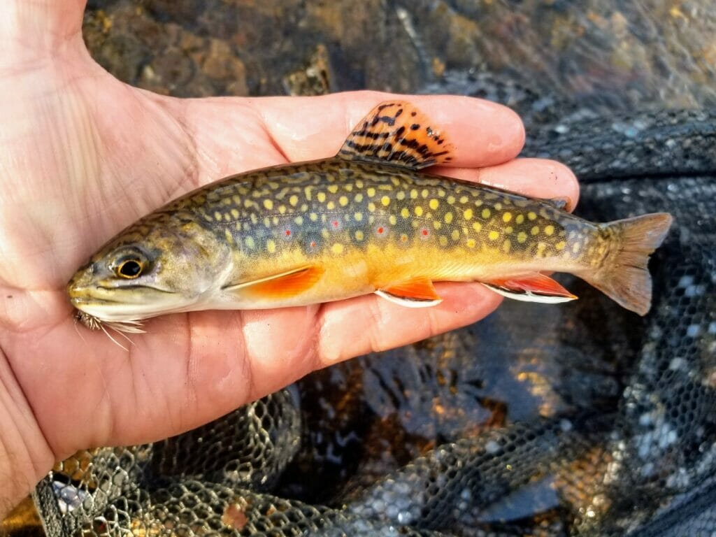 Hope For New Jersey's Trout In A Warmer World Trout Unlimited