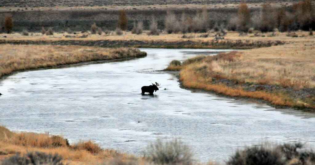 Bull Moose Crosses a side channel of Green River on Seedskadee NWR