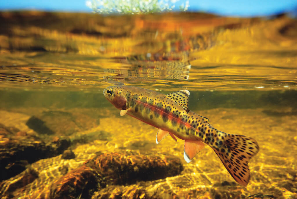 Pandemic Gold Rush Trout Unlimited