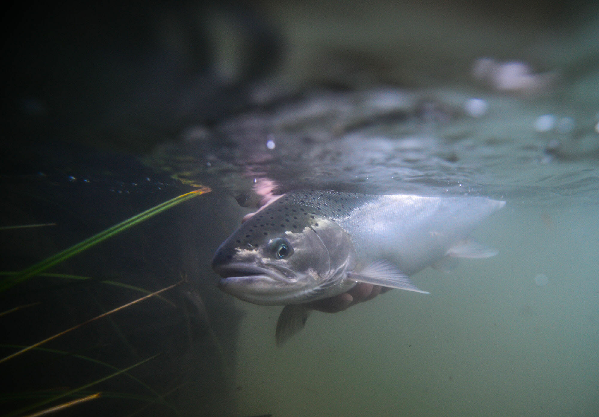 A Foray Into 'centerpinning' For Steelhead - Trout Unlimited