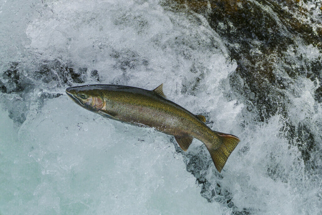 Striper Hunting In Steelhead Country - Trout Unlimited