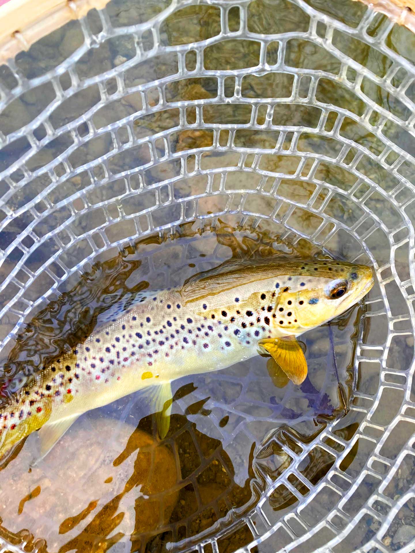 Homegrown Wild Trout Conservation Trout Unlimited