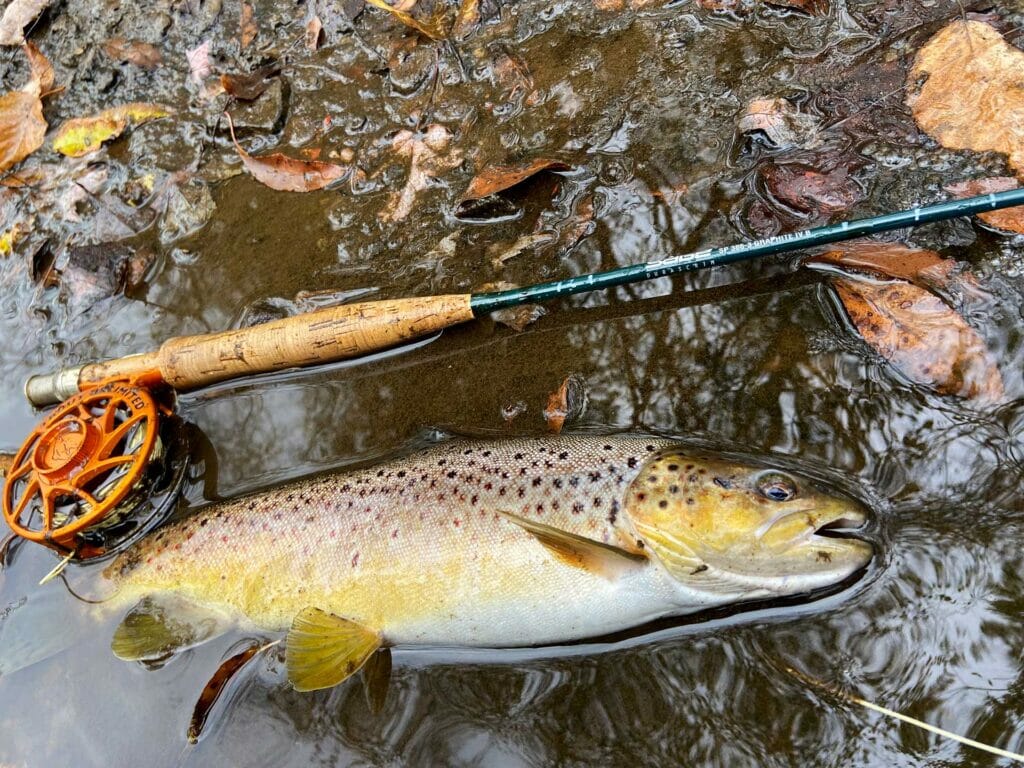 West Branch Susquehanna: A River In Recovery - Trout Unlimited