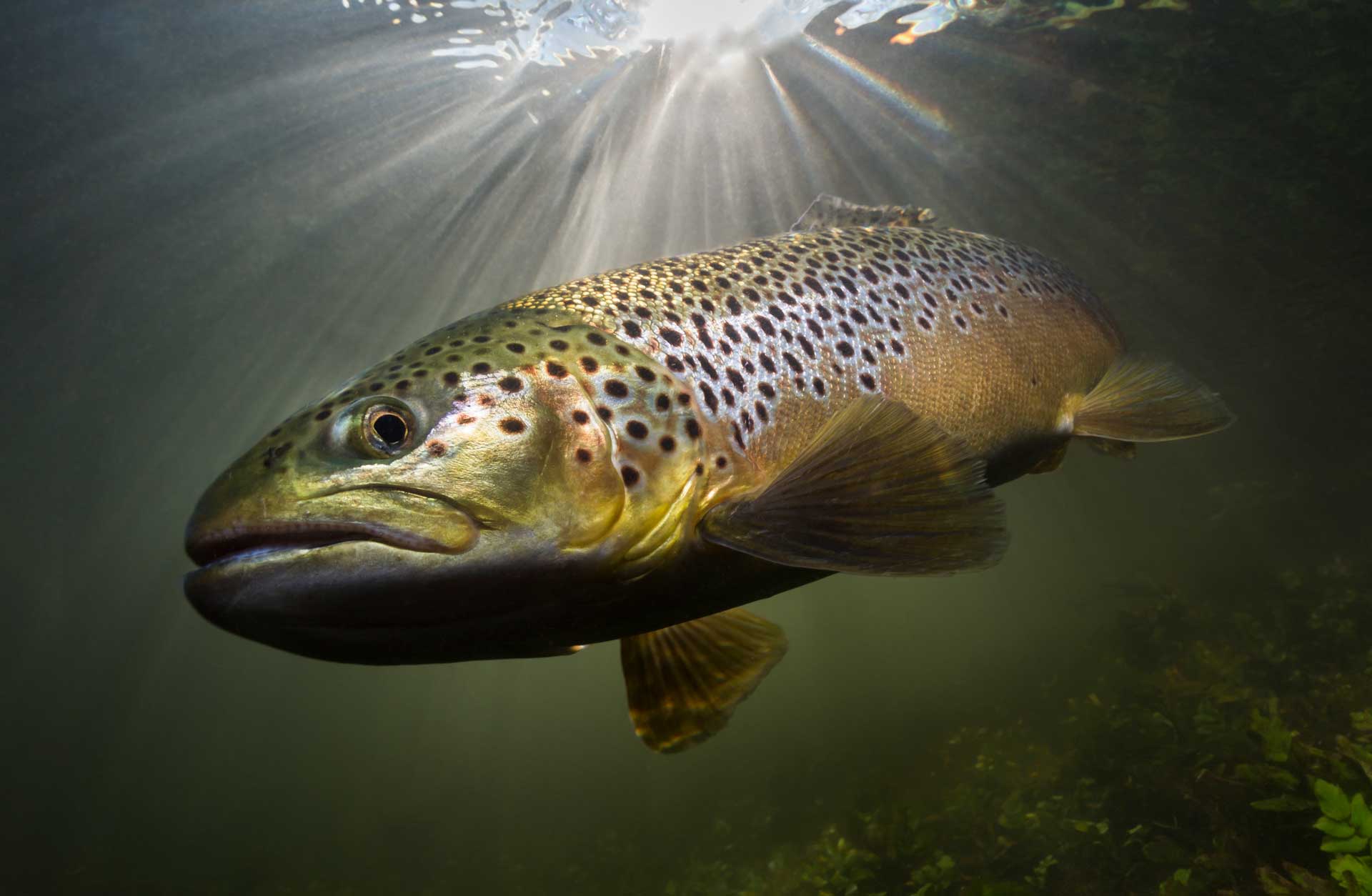 brown trout underwater