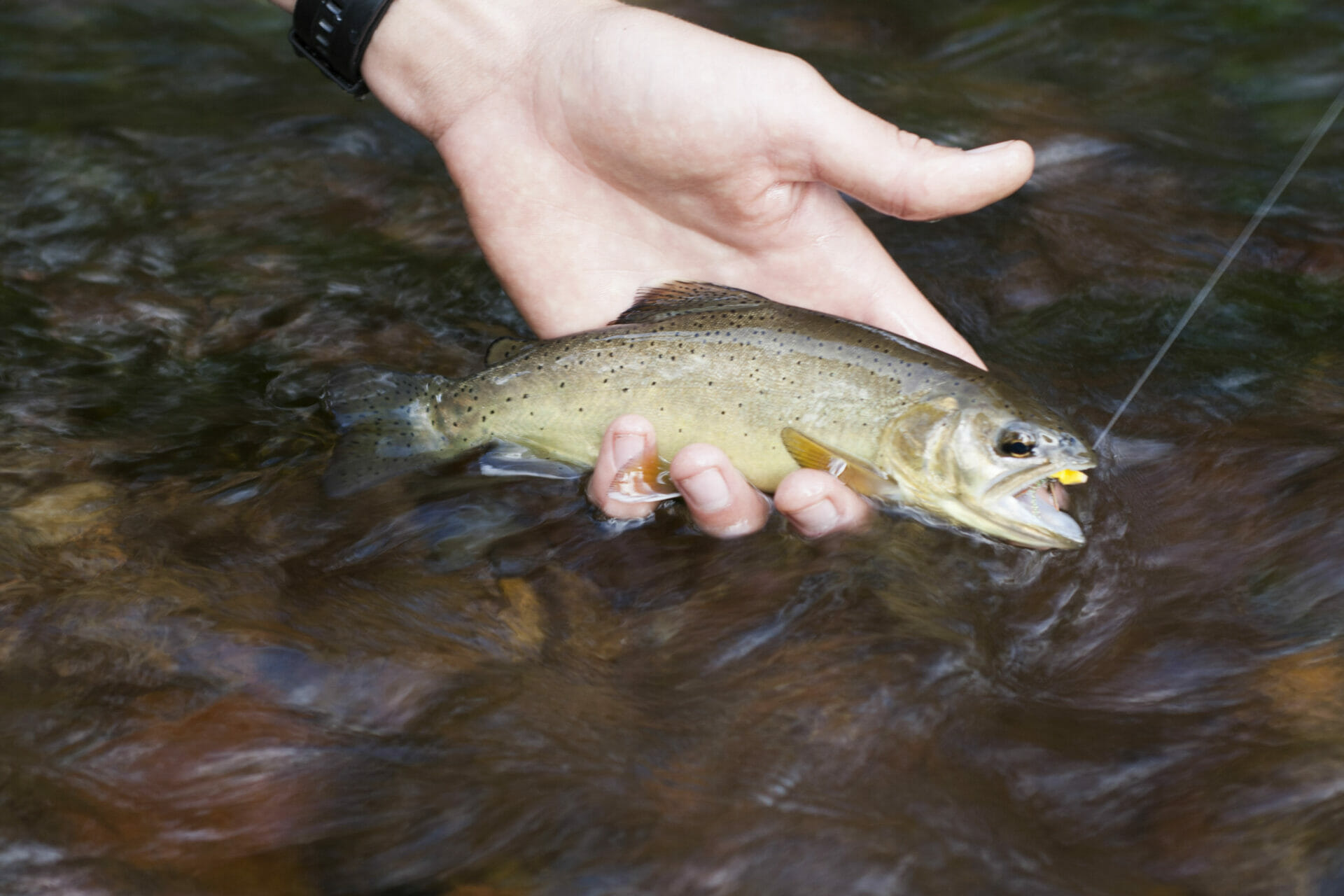 The Second Coming Of The Apache Trout Trout Unlimited