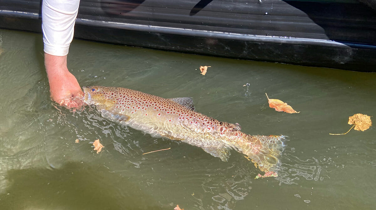 A. Very. Large. Brown. Trout.' - Trout Unlimited