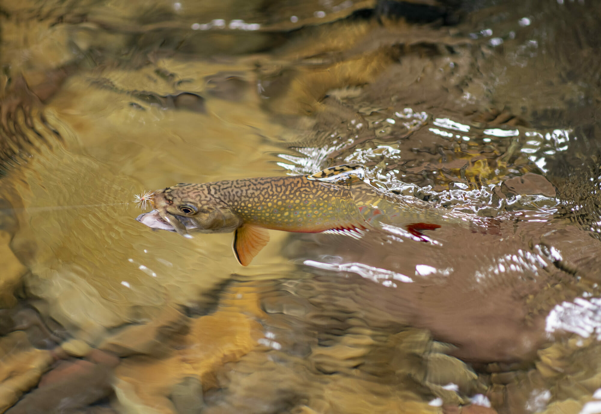 Trout Week Trout Unlimited