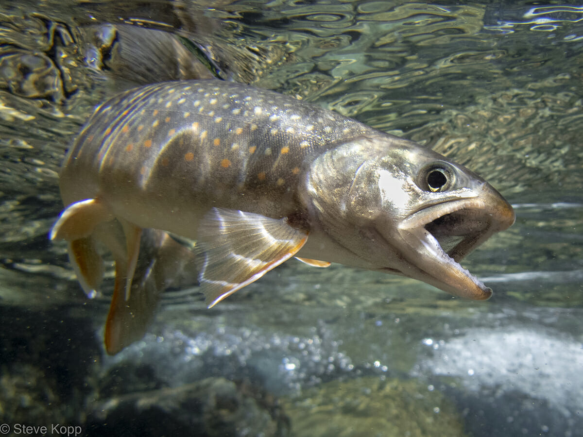 Trout Tales by Bill Kosmer: Review of Riversmith's new River Quiver