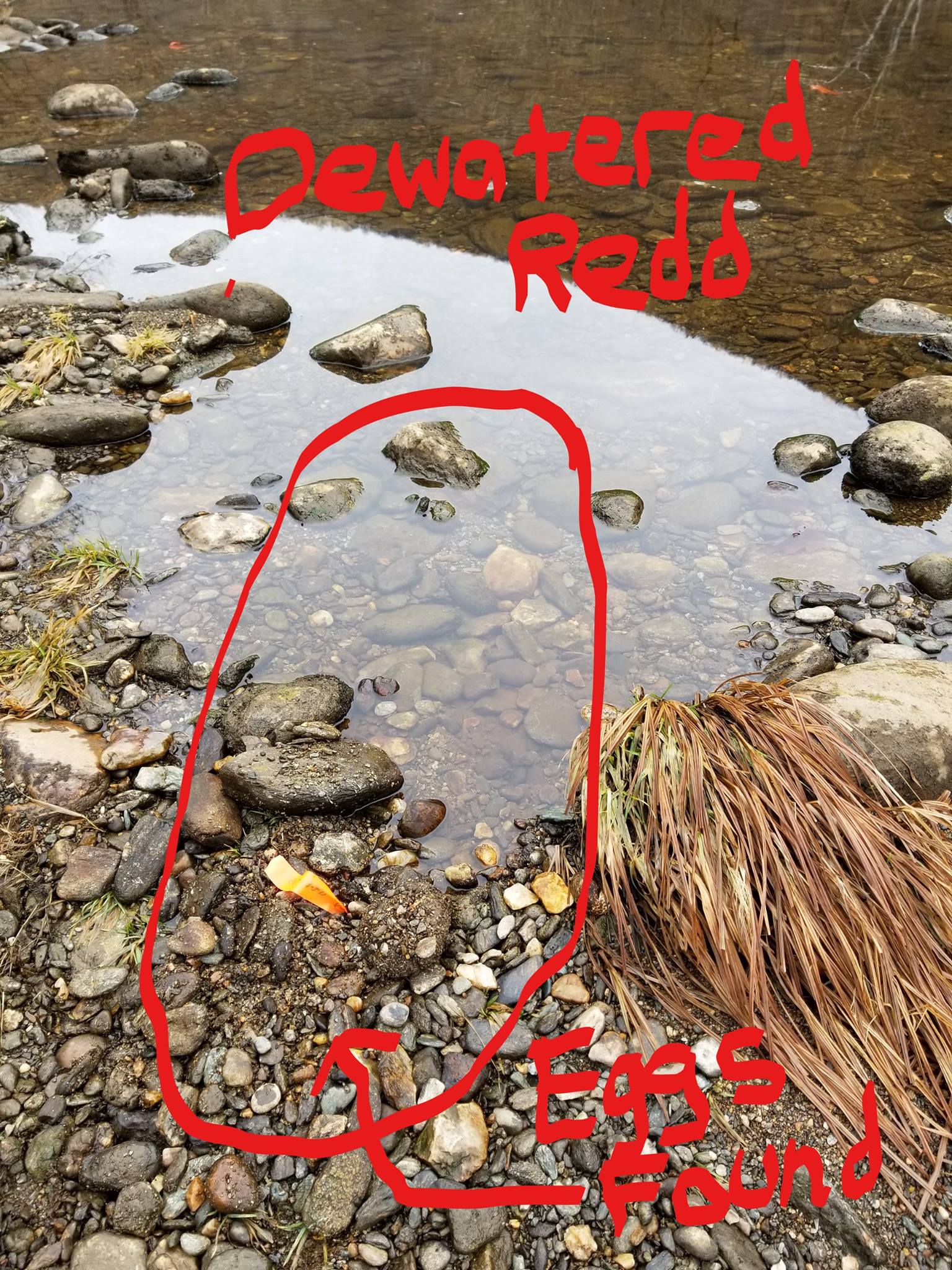 In Massachusetts, A Step Toward A Premier Wild Trout Fishery Trout