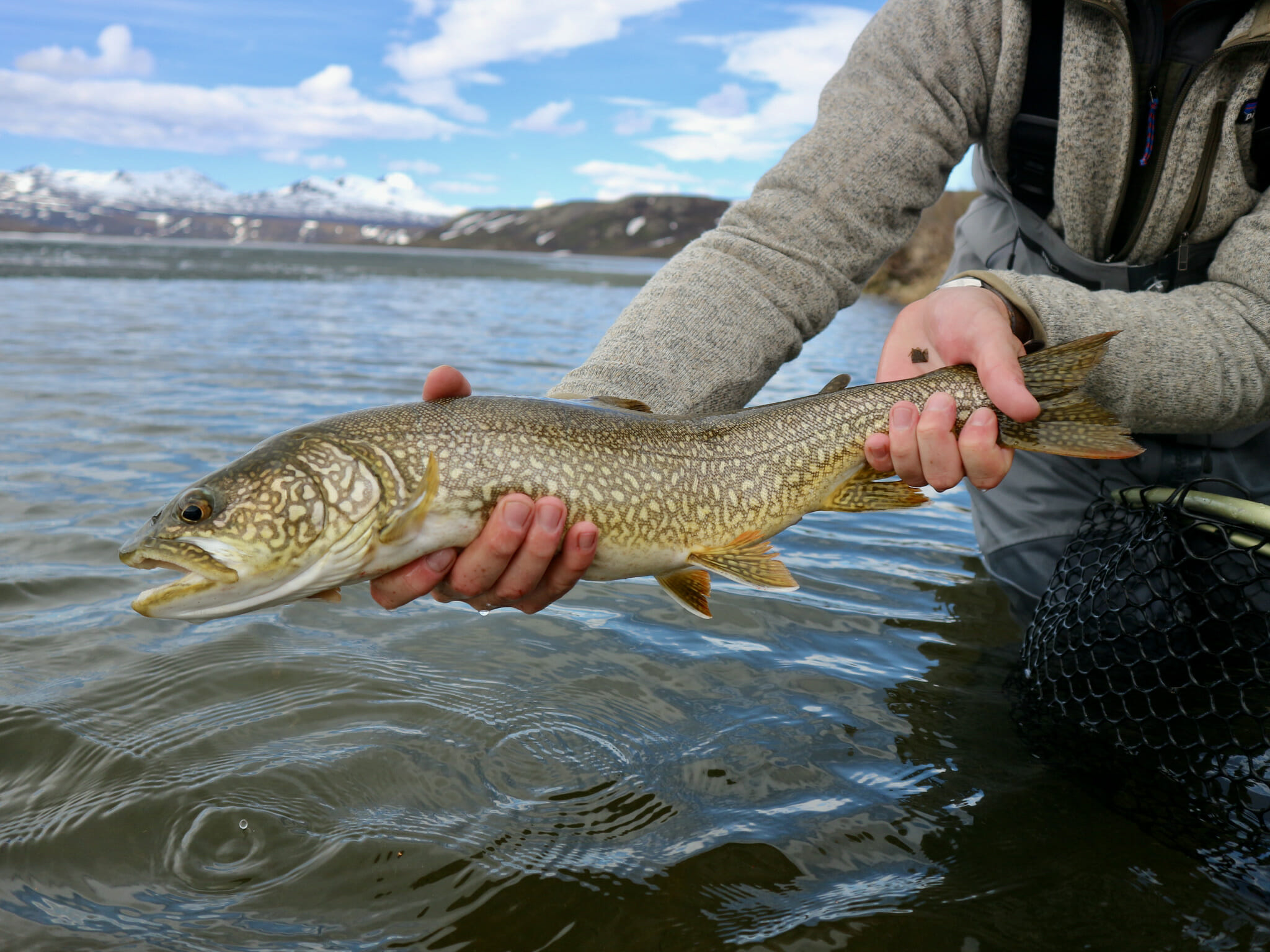 Lake trout online