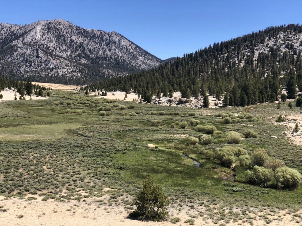 Working Together For The Gold Meadow Restoration In Golden Trout