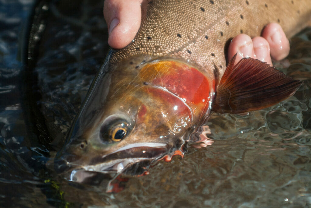 Tying better knots  Oregon Department of Fish & Wildlife