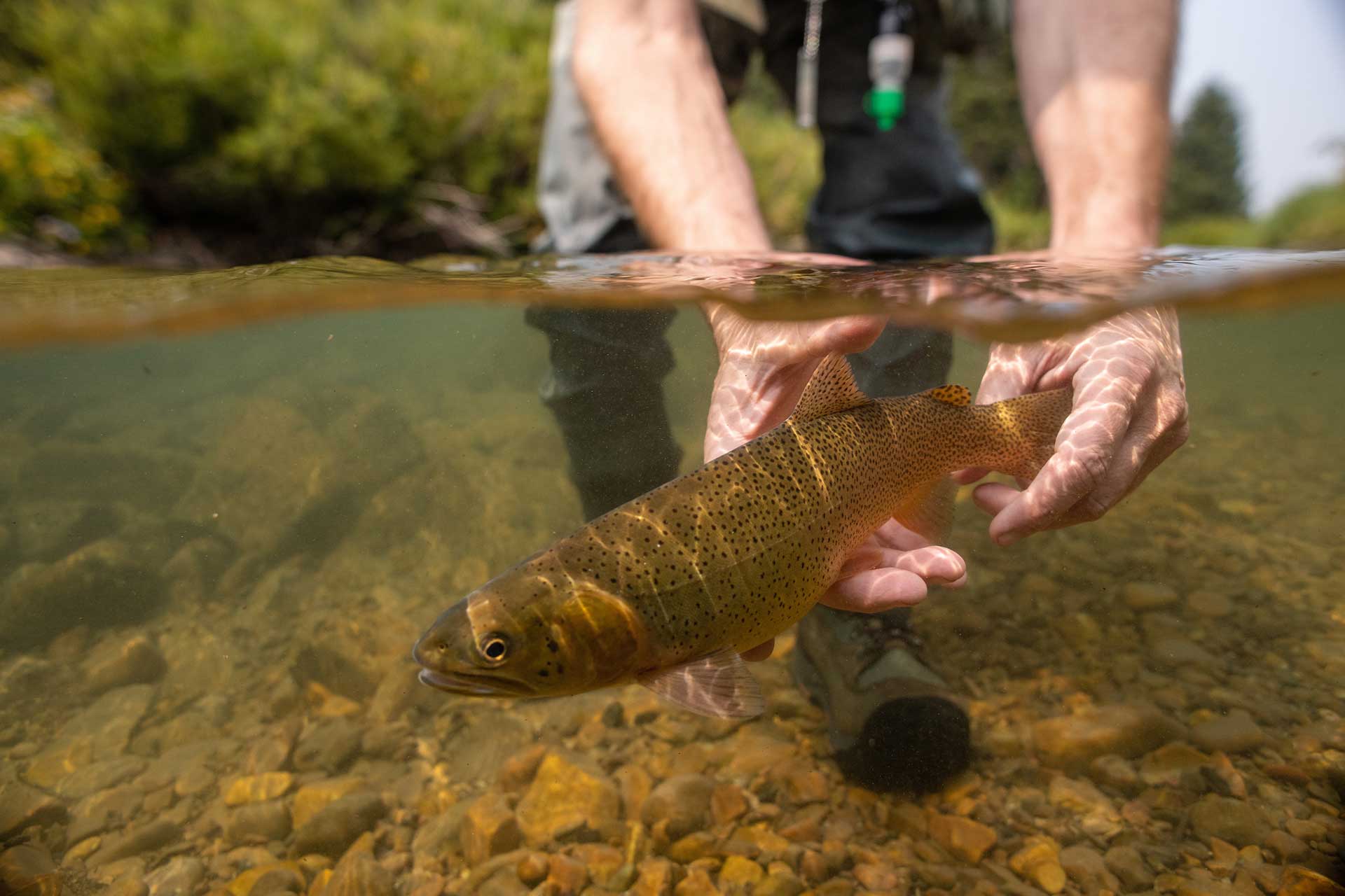 The True Cast: How This Editor Truly Feels About Photos Of Fish Out Of  Water - Trout Unlimited