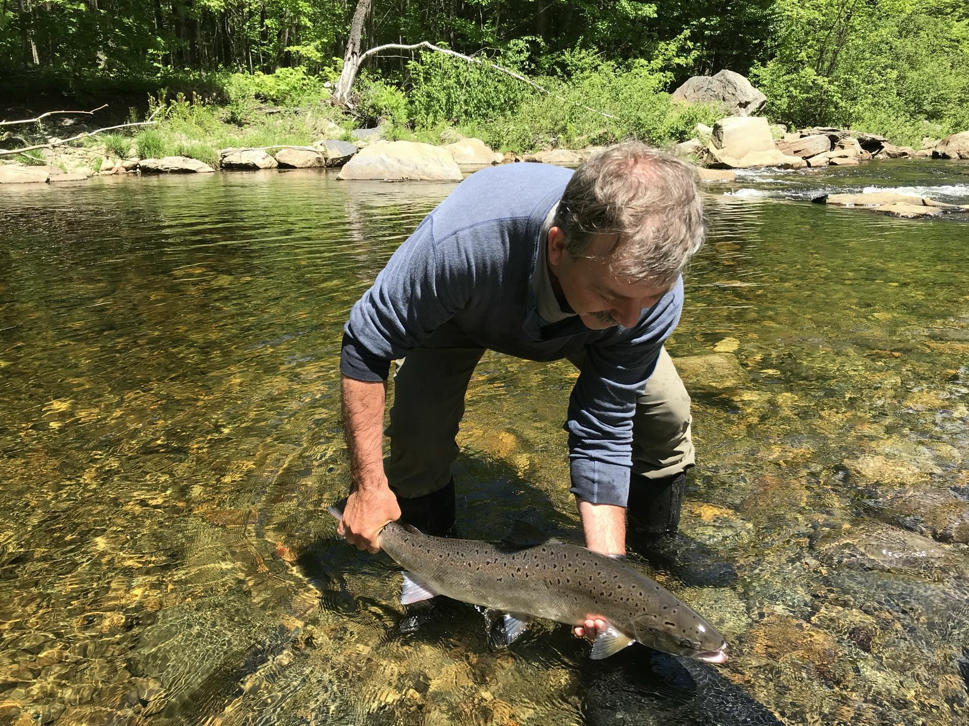 Kennebec River Atlantic Salmon Trout Unlimited