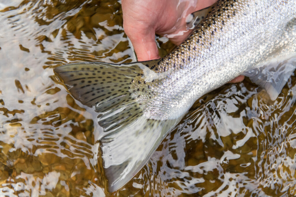 Hand reaching for fish on stream