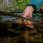 Trout being held underwater by man's hand