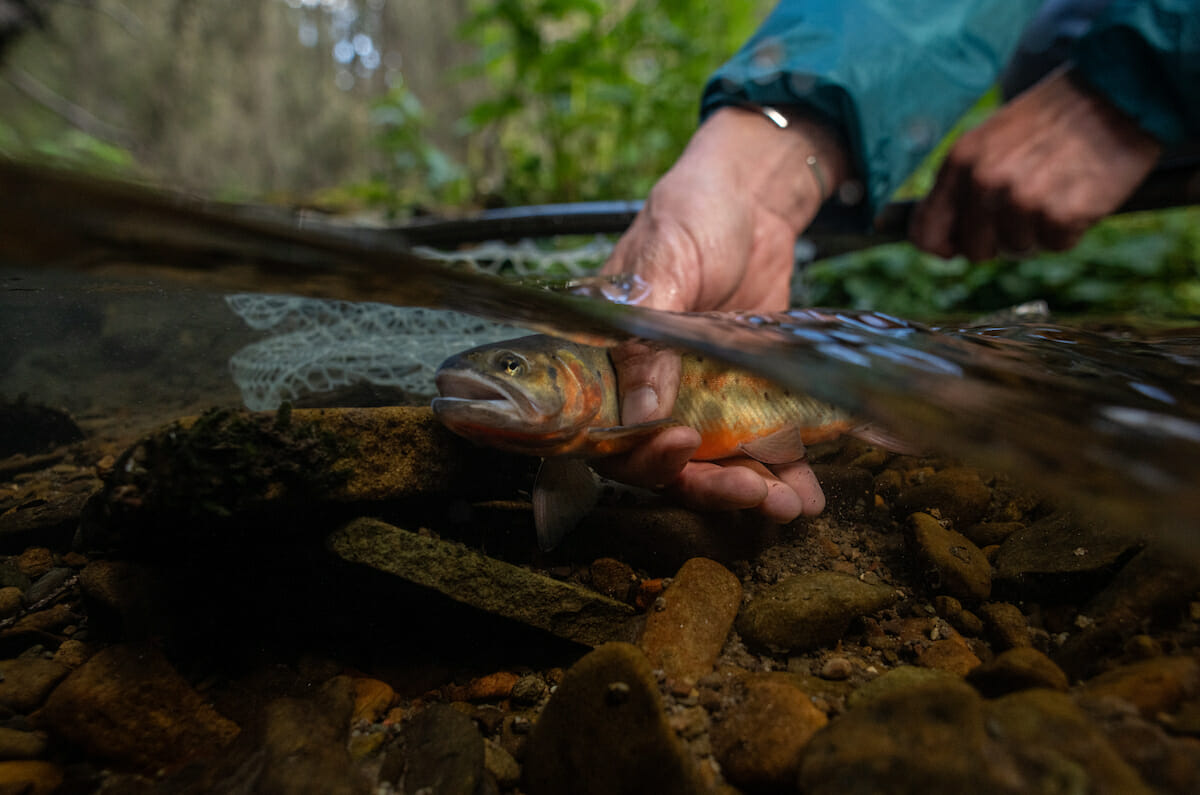 Trout being held underwater by man's hand