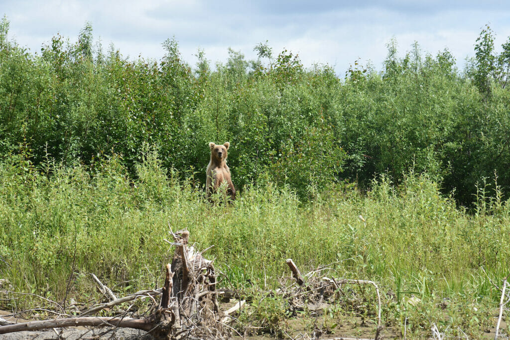A bear in tall grass standing on hind legs looking at the camera