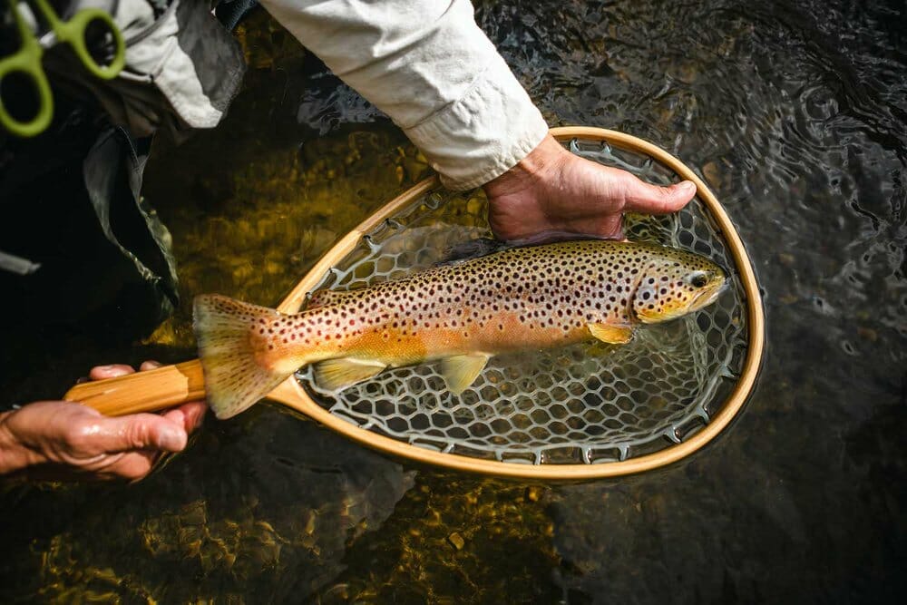 Battenkill brown trout held in a net on the water