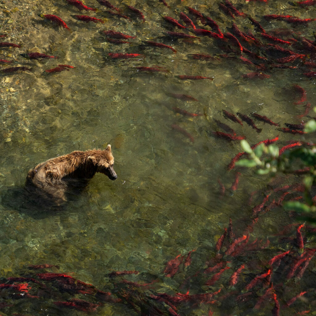 A brown bear in a river surrounded by fish
