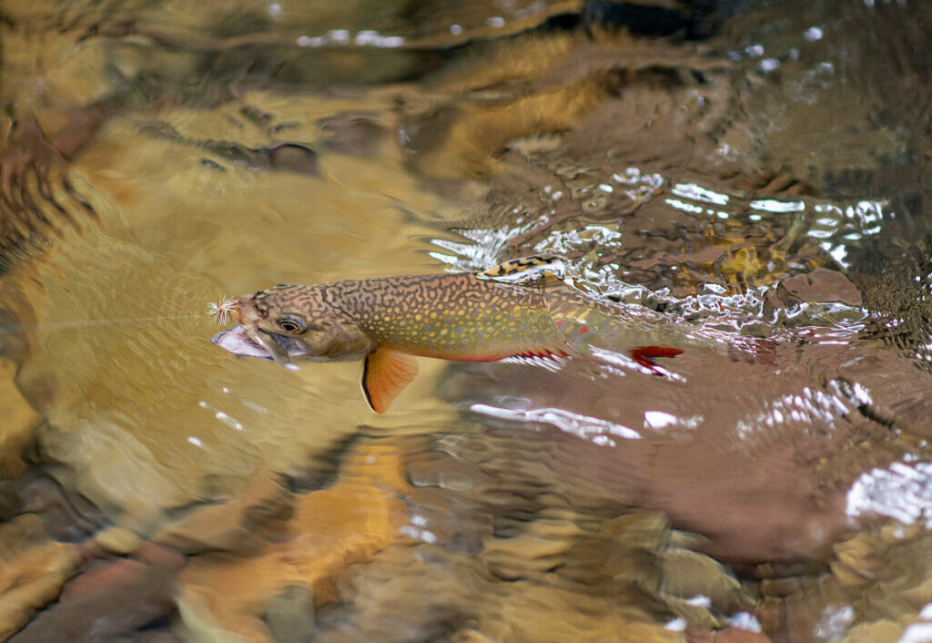Close up of trout about to catch fly in mouth just above stream water 