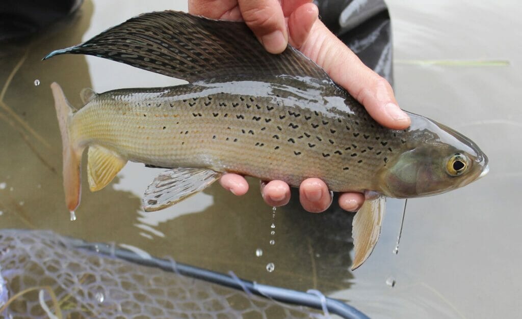 Hands holding an Arctic Grayling