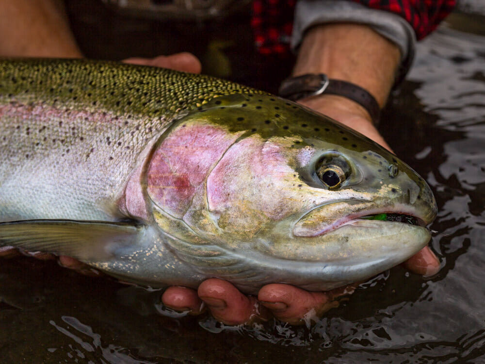 Close up of fish being held on top of the water