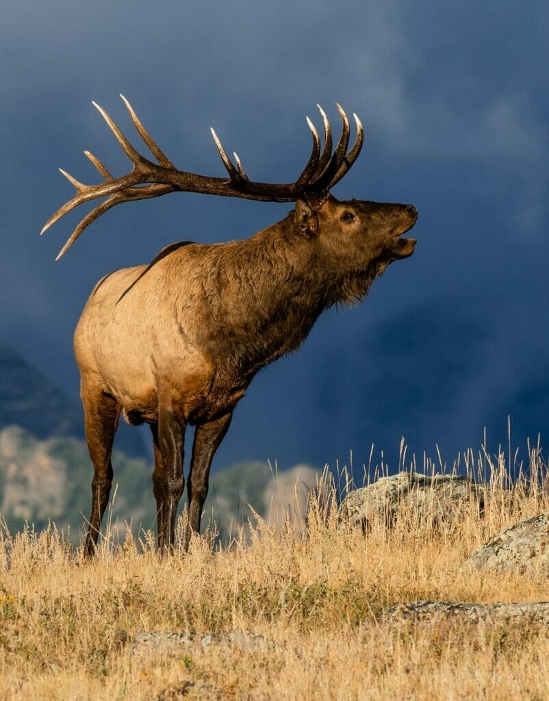 Elk with antlers in profile singing