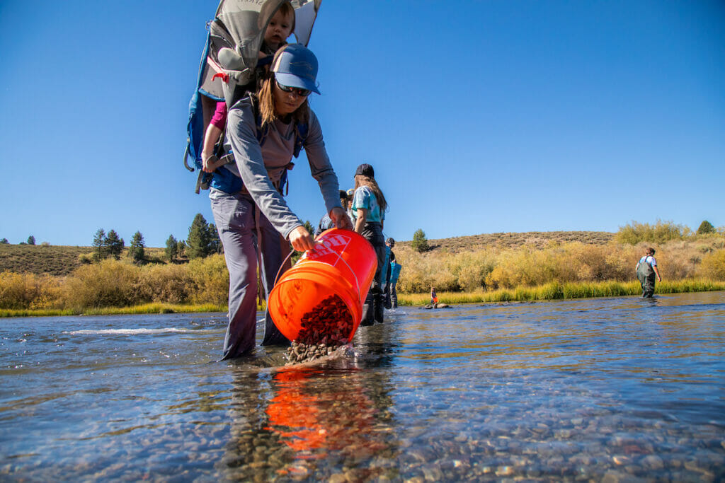 Woman with toddler in backpack dumping stones into river for habitat restoration