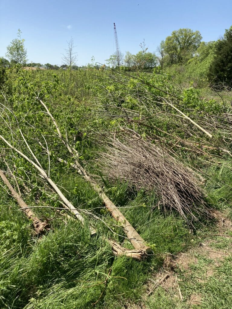 Piles of trimmed brush and branches