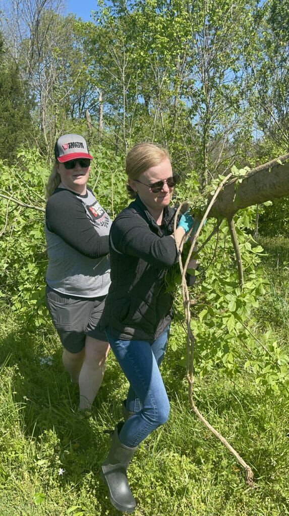 Two women carrying a cut down tree