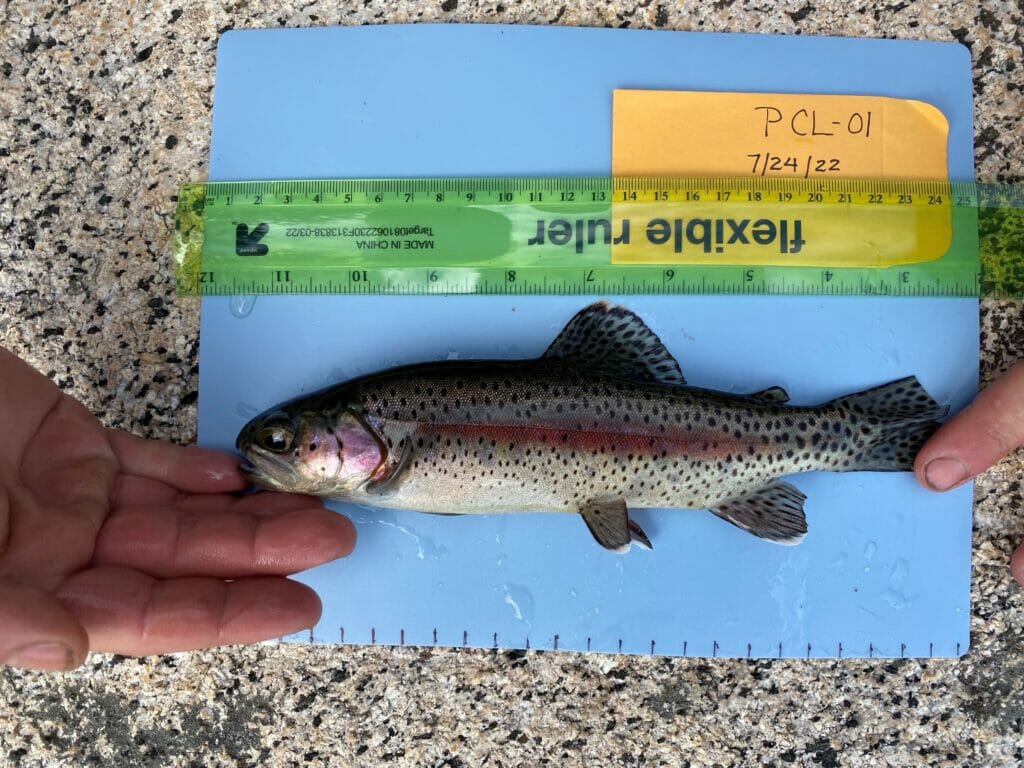 Sampling trout next to ruler measuring 10.5 inches