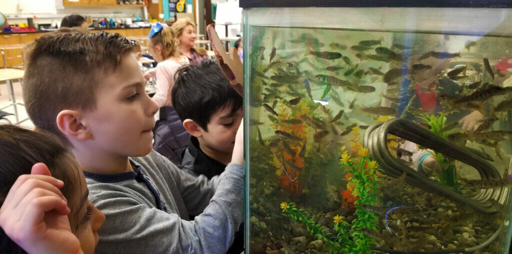 NYC Students Benefit From Trout In The Classroom Trout Unlimited