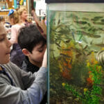 Several elementary kids look closely at a tank full of fish