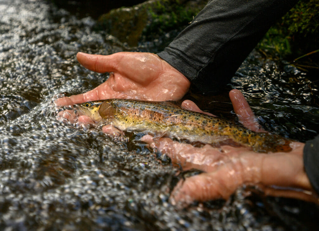 Two hands holding a trout, releasing into river