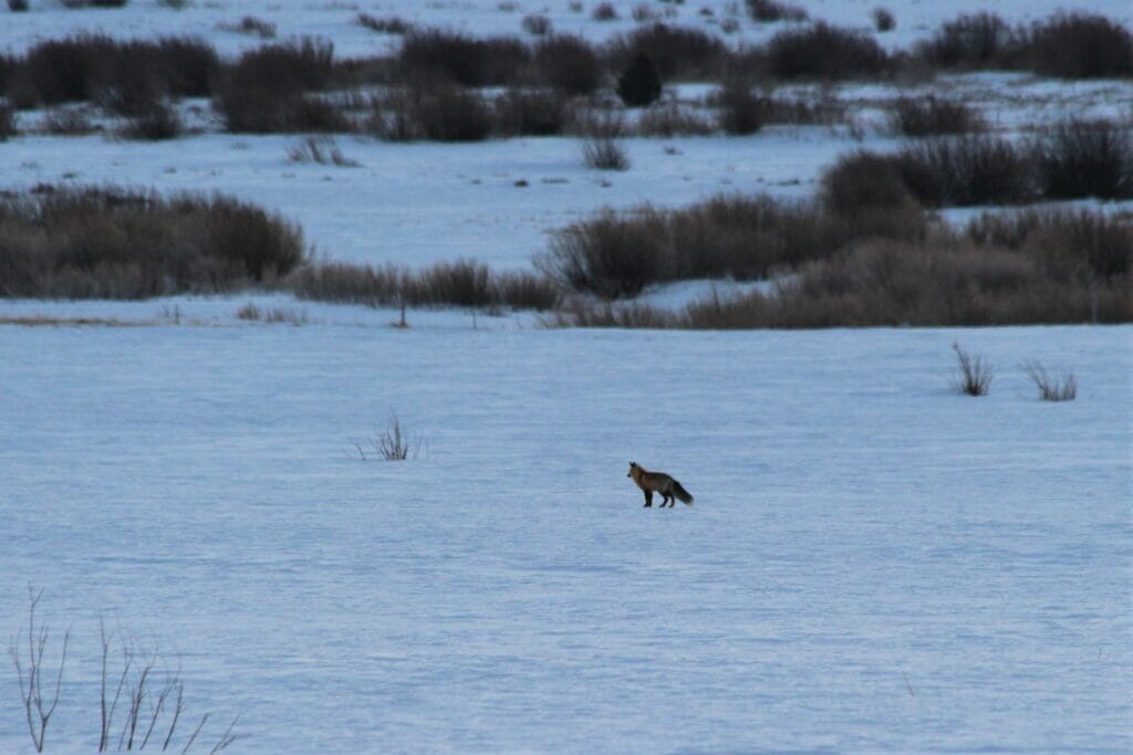 Fox standing on snow covered ground in Red Rocks Lakes Wildlife Refuge